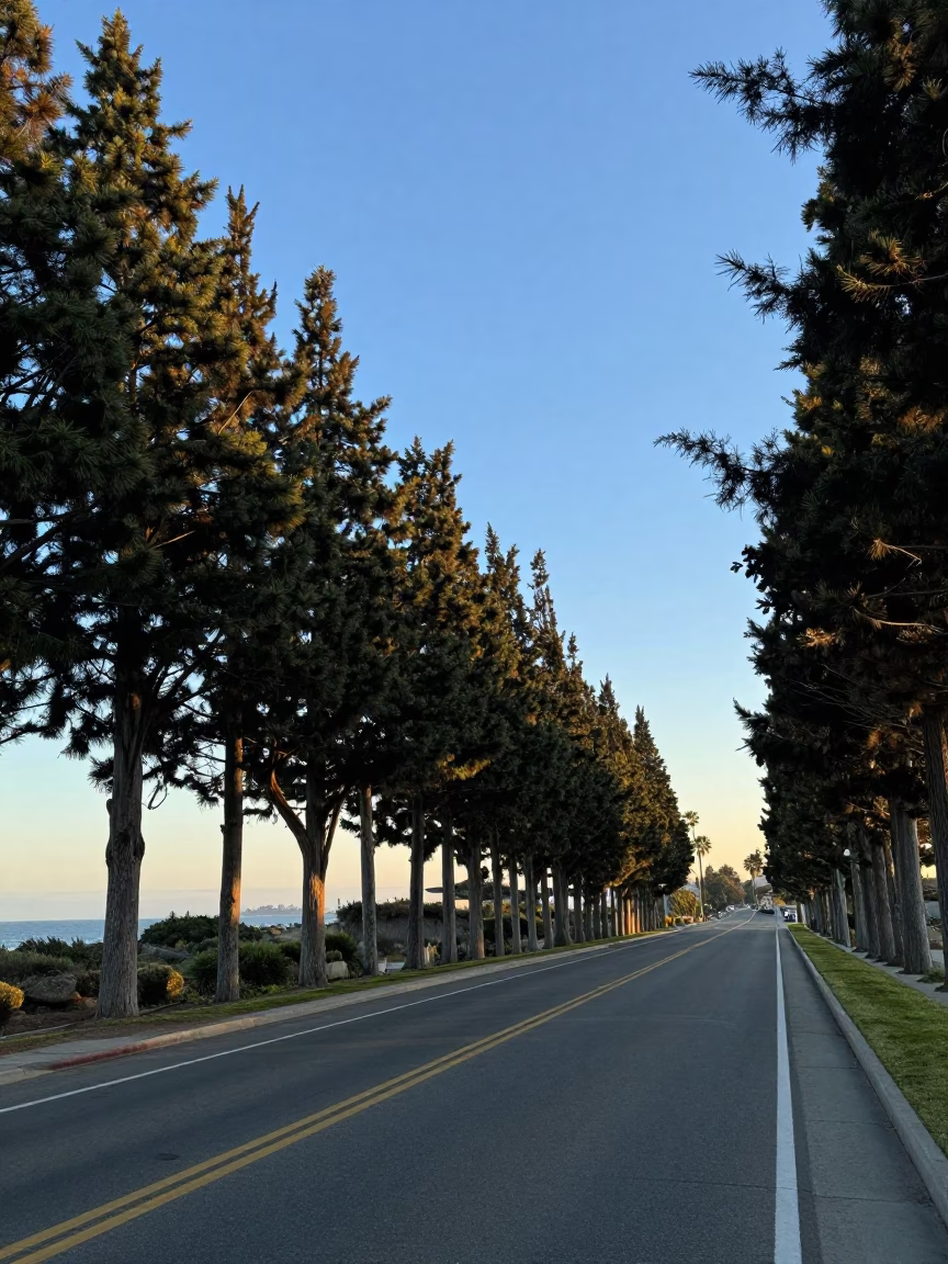 Clear Late Afternoon Light on San Diego Cypress Tree Roadway Horizon Shot in in San Diego, California, United States