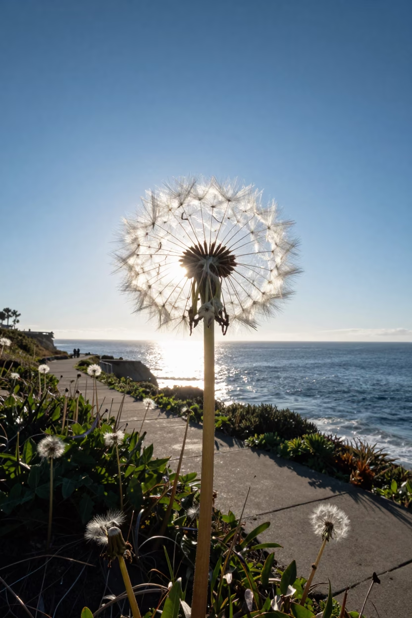 Cliffside Walkway at Clear Late-afternoon Light in San Diego in in San Diego, California, United States