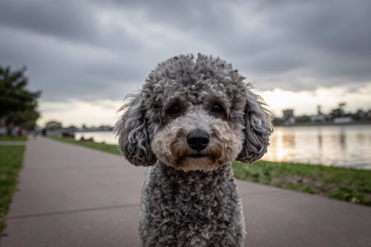 Close-up Portrait of Teacup Poodle in Park Shade in along a quiet park path with soft open shade and a clean background near Matamoros