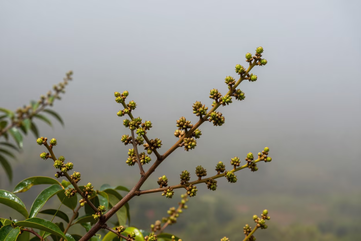 Clove Tree Buds Heavy Under Noon Mist in in Paraguay