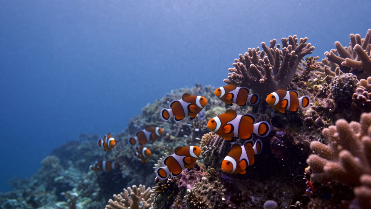 Clownfish in Dawn Plankton Haze Near Denpasar in along a coral wall with blue water beyond near Denpasar