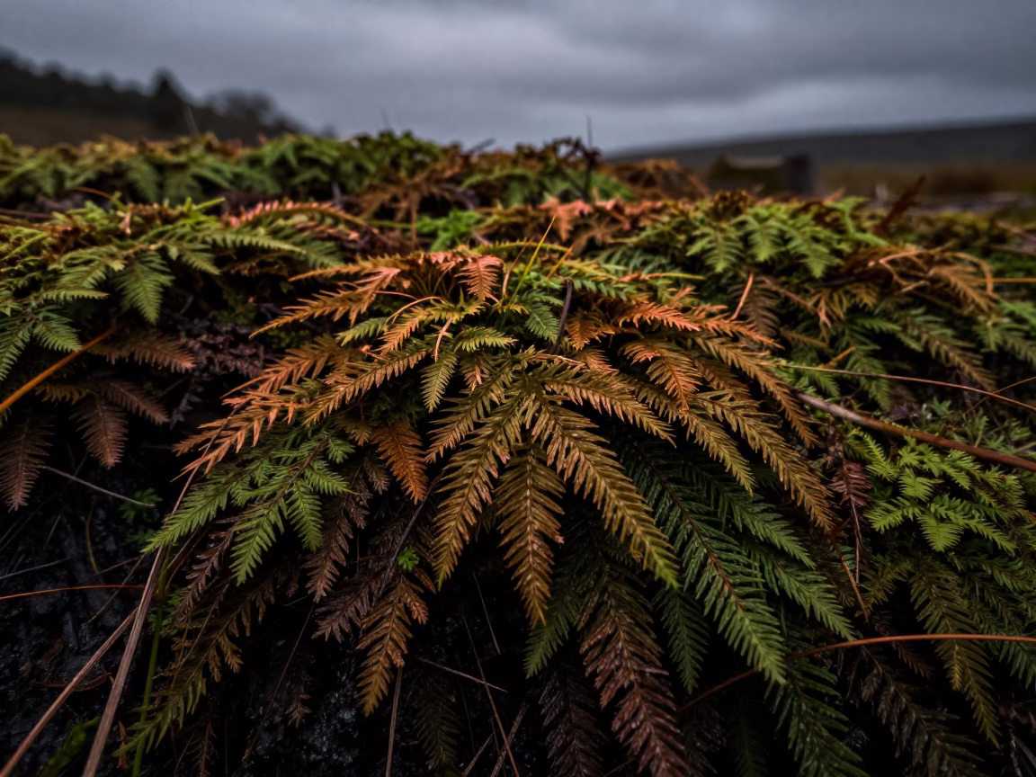 Club Moss Carpet in Haikou Meadow in in a bloom-heavy meadow near Haikou