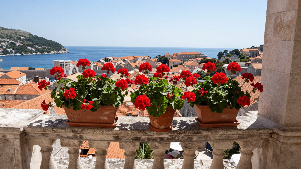 Colorful Geraniums in Terracotta Pots on Historic Dubrovnik Balcony Under Noon Sun in in Dubrovnik, Croatia