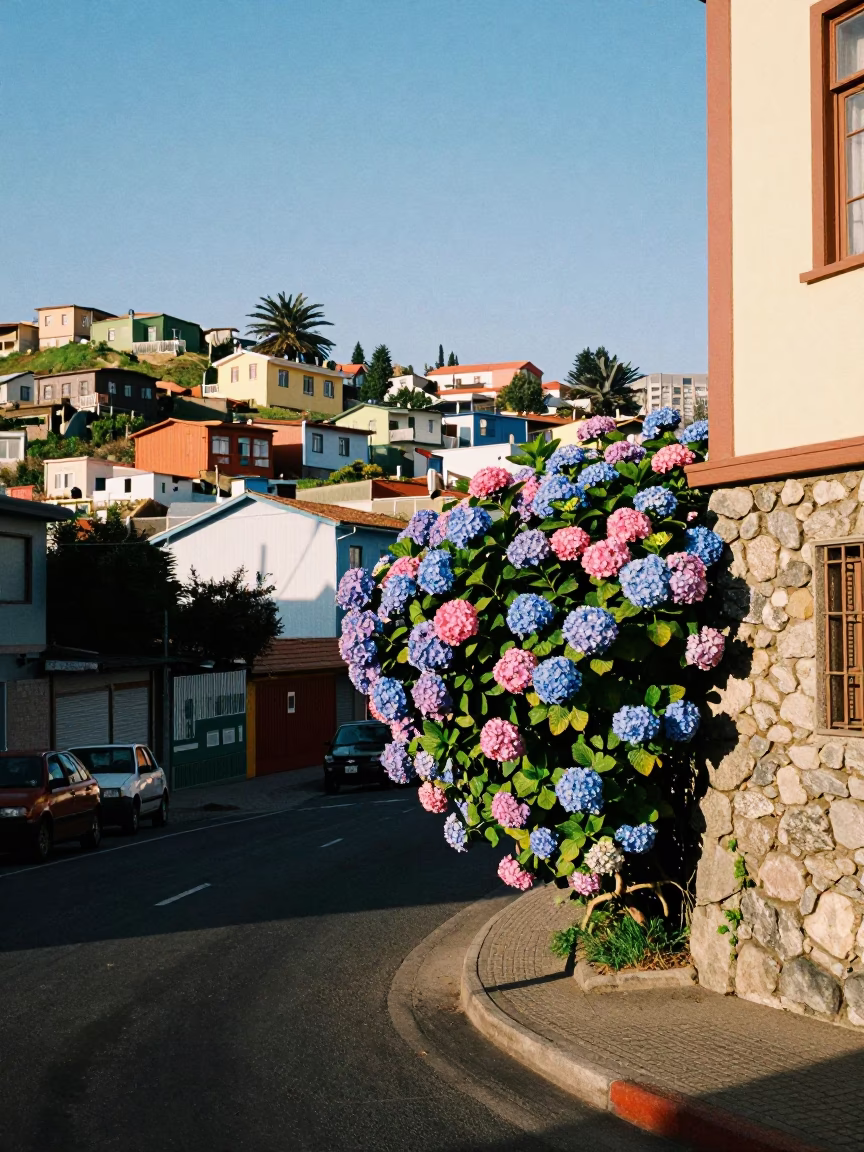 Colorful Valparaiso Chile Street Scene with Hydrangea Bush and Local Market Goods in in Valparaiso, Chile