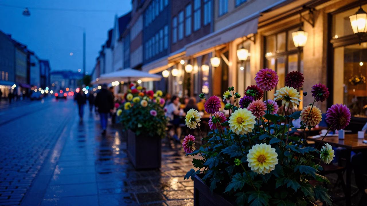 Copenhagen Evening Blue Hour Street Scene with Colorful Dahlia Garden Blooms in in Copenhagen, Denmark