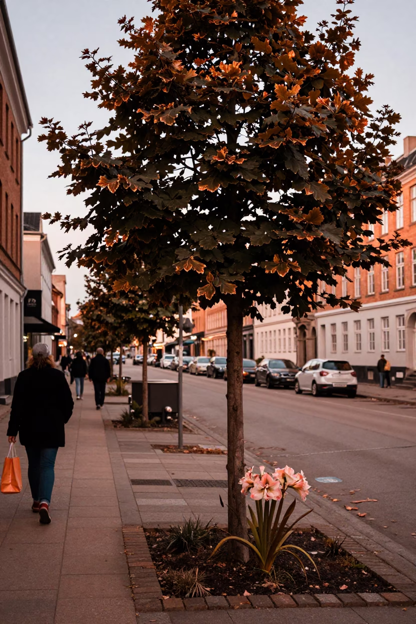 Copenhagen Street Scene with Amaryllis and Tree in Copper Dusk Light in in Copenhagen, Denmark