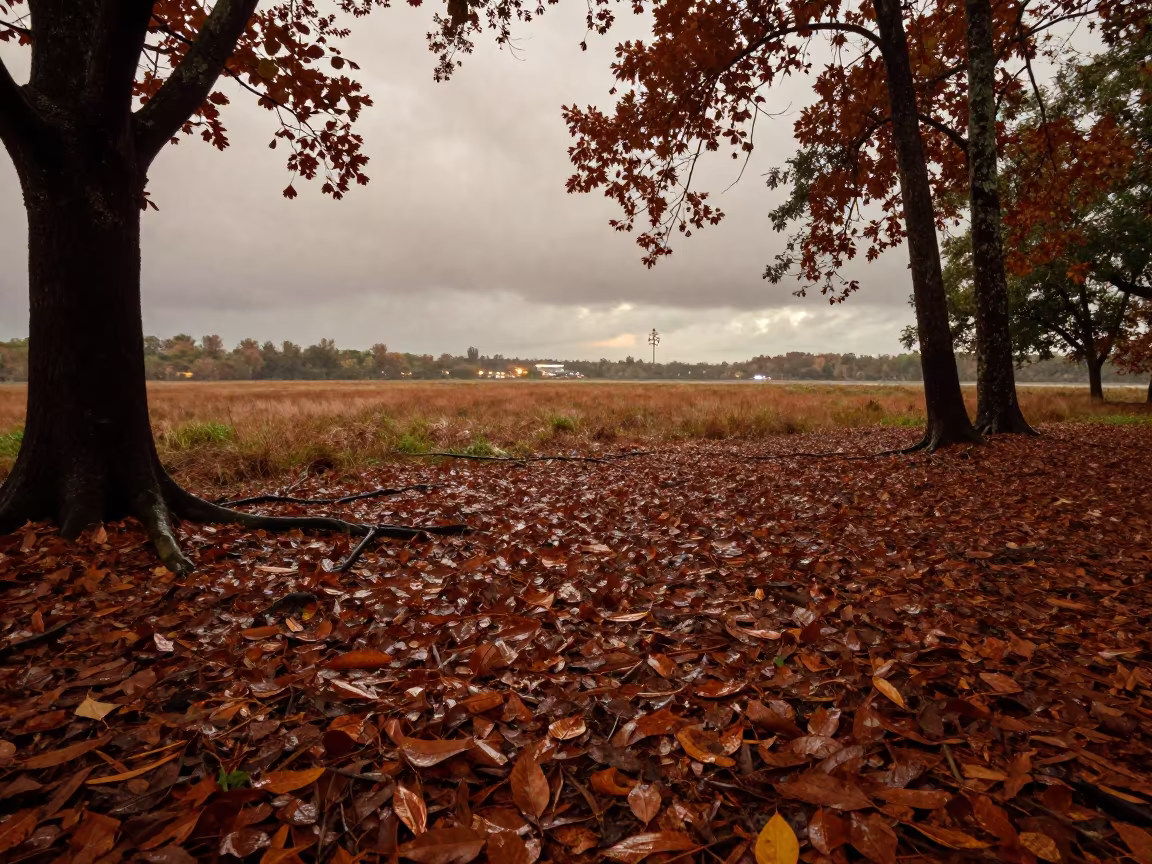 Copper Beech Leaves on Krabi Floodplain After Rain in across a floodplain after rain near Krabi