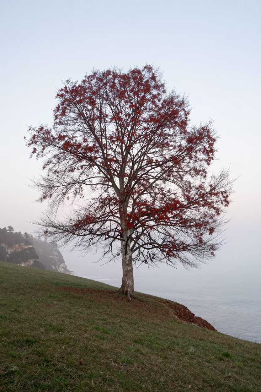 Copper Beech on North Carolina Cliff at Dawn in along a salt-sprayed cliff edge in North Carolina