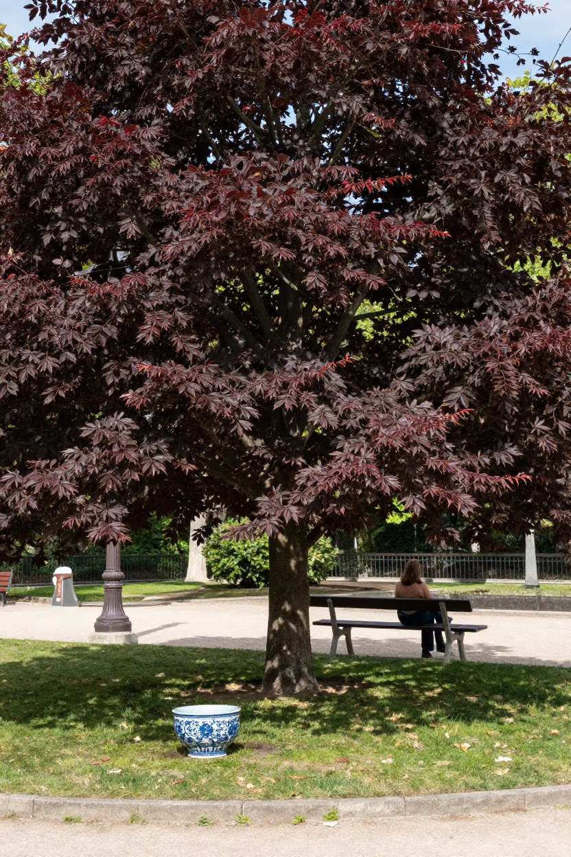 Copper Beech Tree and Blue Porcelain Bowl in Parisian Park Midmorning in in Paris, France