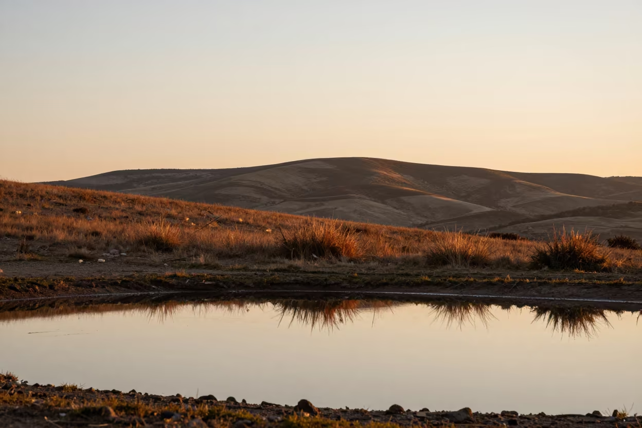 Copper Brush on Bizerte Ridge in Golden Sun Shower in from a ridge above layered foothills near Bizerte