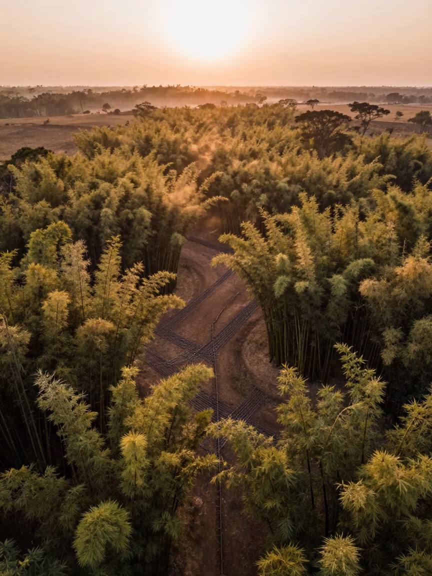 Copper Light Over Brazilian Bamboo Irrigation in high above irrigation geometry in Brazil