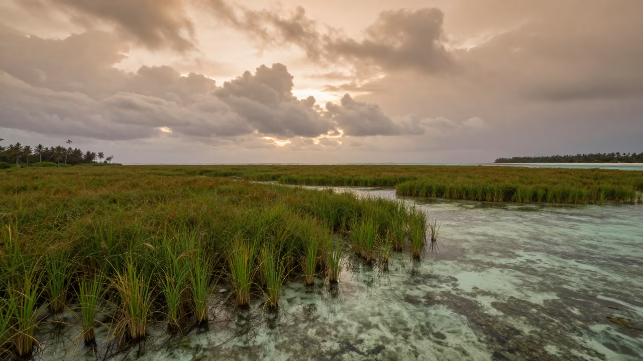 Copper Light Over Zanzibar Seagrass Meadow in across a floodplain after rain near Shangani, Zanzibar City