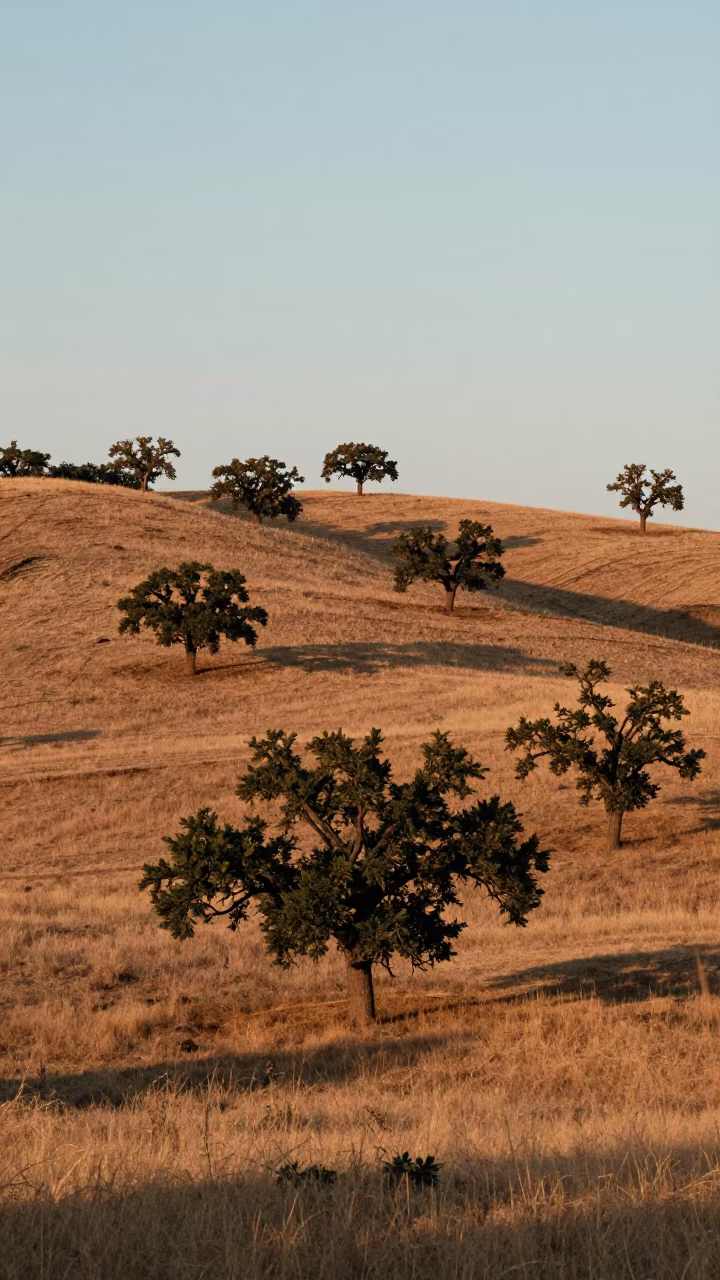 Copper Light on South Dakota Rolling Hills and Oaks in in South Dakota