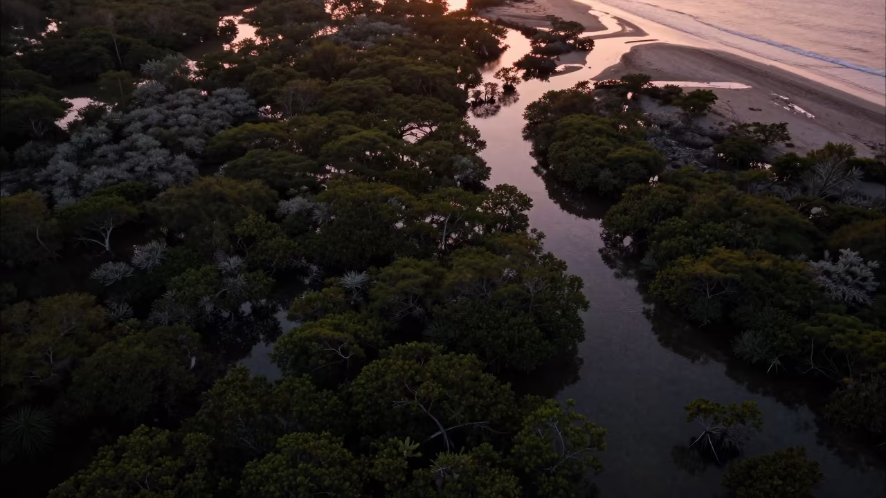 Copper Silhouette of Mangrove Channels Aerial View in far above surf-scalloped coastline near Kingston