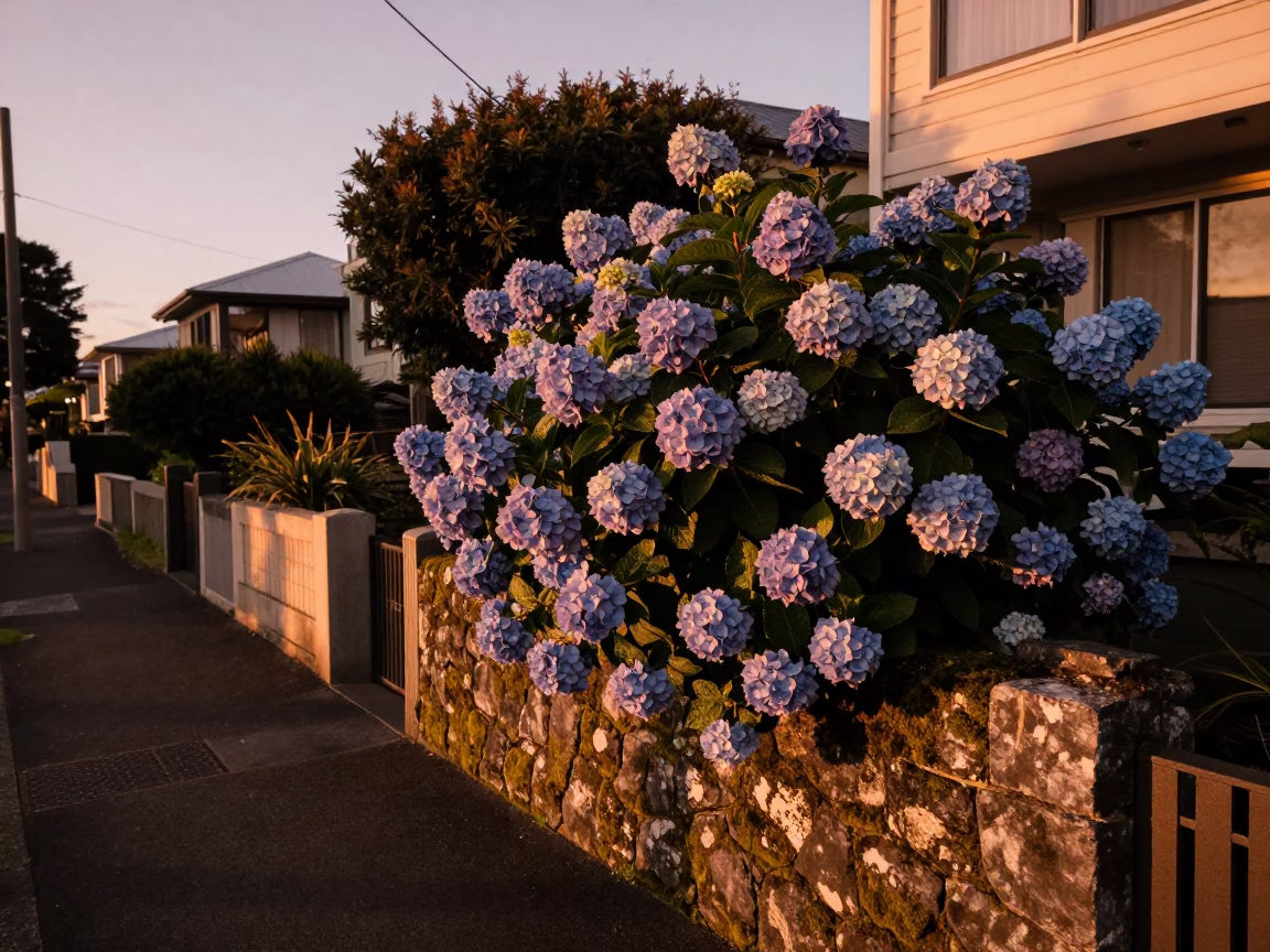 Copper Toned Dusk in Auckland Suburb with Mossy Stone Wall and Hydrangea Bush in in Auckland, New Zealand