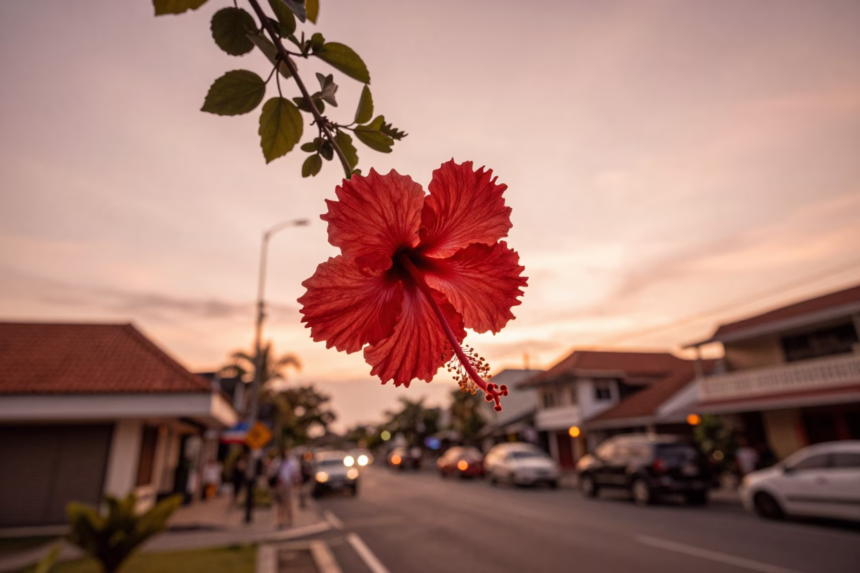Copper Toned Dusk in Denpasar Indonesia Hibiscus Flower and Street Scene in in Denpasar, Indonesia