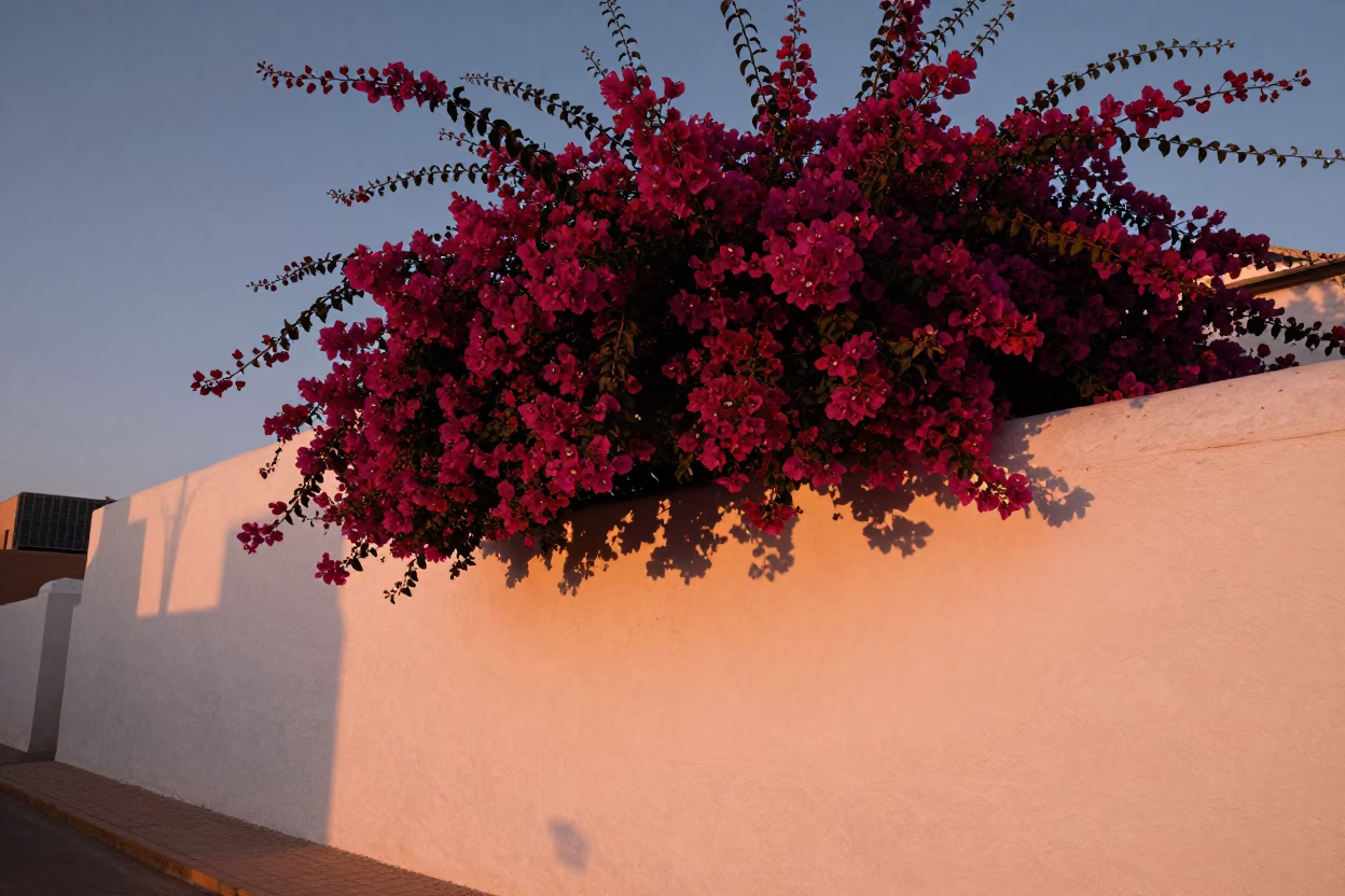 Copper-toned dusk light over white walls and bougainvillea in Essaouira Morocco in in Essaouira, Morocco