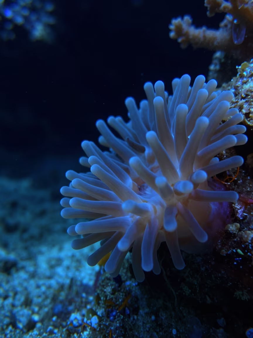 Coral Polyp Tentacles in Moonlit Night in beside a volcanic reef overhang near Cebu