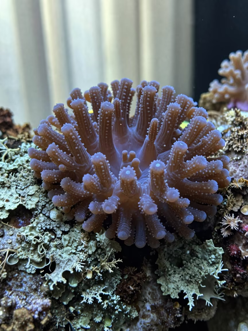 Jewel-like Coral Polyps on Lichen Bark in Phuket in on lichen-covered bark in Phuket