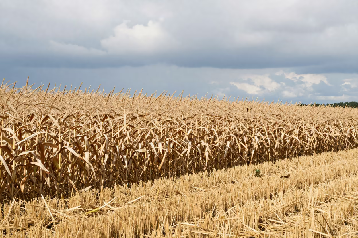 Cornfield Edge Rattling Before Storm in across a harvested grain field in Luxembourg
