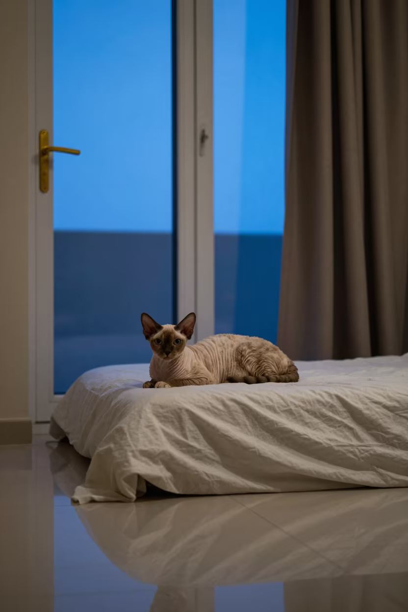 Cornish Rex Cat Twilight Window Riyadh in on a bedspread near a bright window with calm indoor light in Riyadh