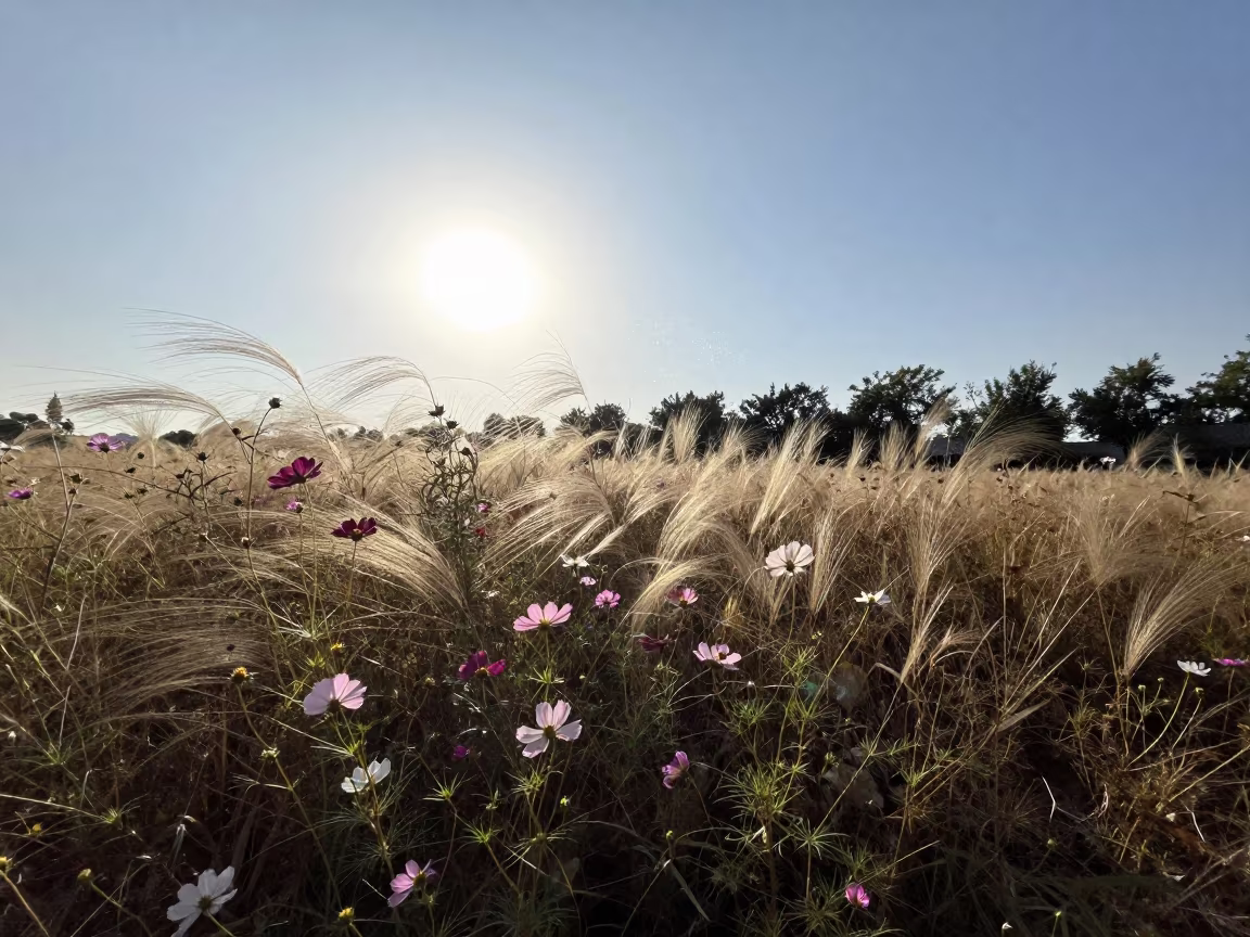 Cosmos Field Silhouetted in Late Afternoon Rain in in a bloom-heavy meadow near Xian