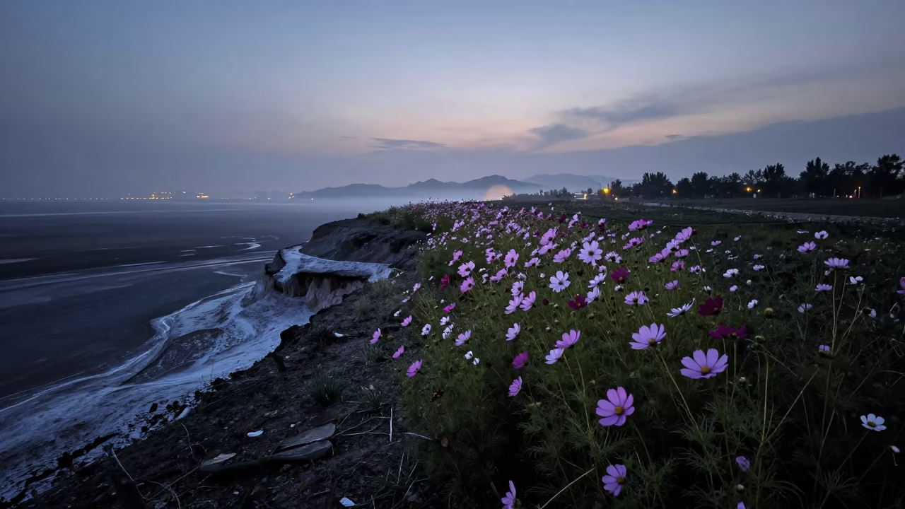 Cosmos Field Swaying at Cliff Edge in along a salt-sprayed cliff edge in Xinjiang