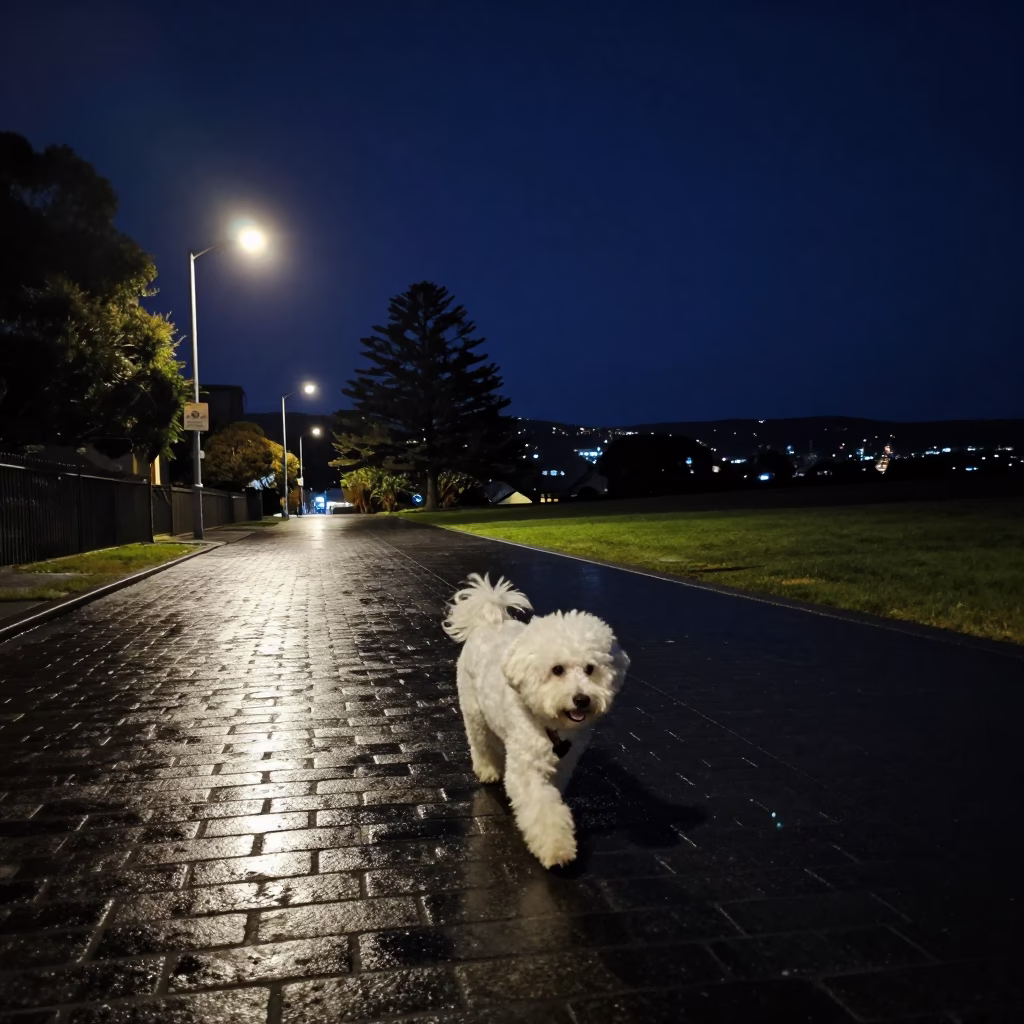 Coton de Tulear Dog Walking in Hobart Tasmania Under Deep Night Sky in in Hobart, Tasmania, Australia
