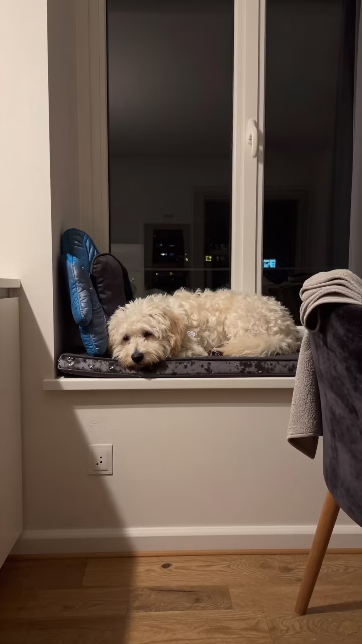 Coton de Tulear on Apeldoorn Window Seat in on a window seat in a quiet apartment with soft side light near Apeldoorn