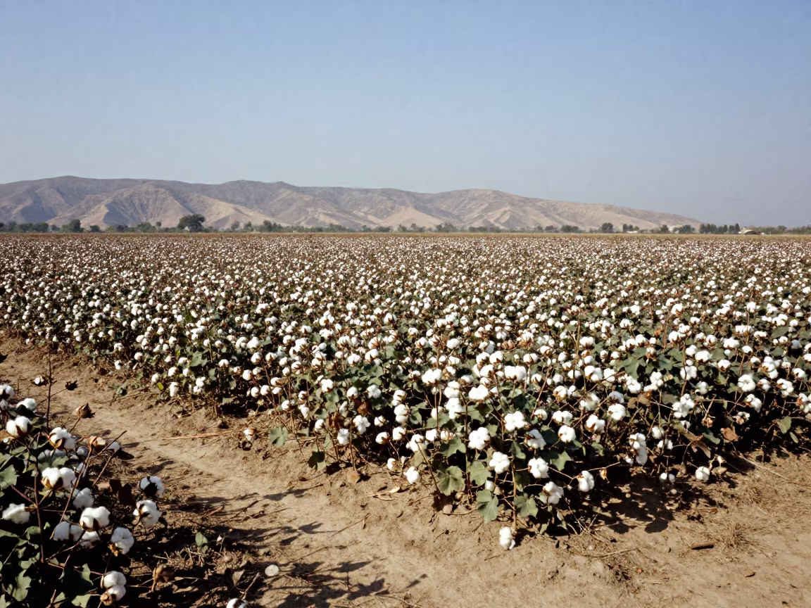 Cotton Bolls Ready for Harvest in Jamnagar Fields in near Jamnagar