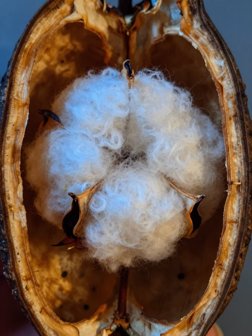 Cotton Fiber Strand Macro View Inside Seed Pod in inside a seed pod split open in Kisangani