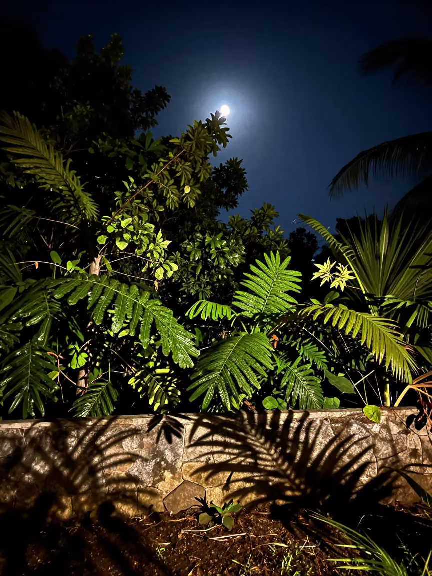Crescent Eclipse Shadows on Zanzibar Leaves in near Zanzibar