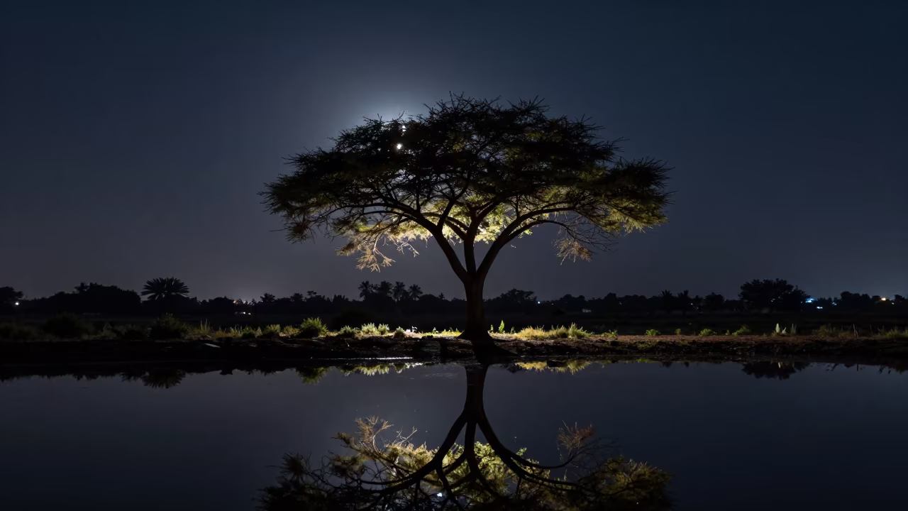 Crescent Moon Over Acacia Tree Night Sky in near Karachi