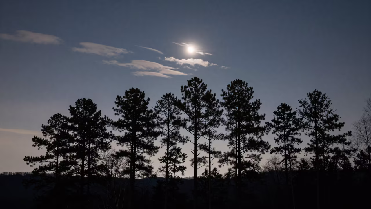 Crescent Moon Sets Behind Georgia Pines in beneath thin cloud gaps and stars in Georgia