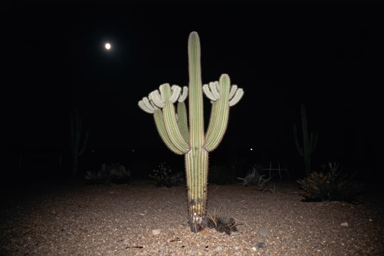 Crescent Moon Over Sonoran Cactus Night in beneath a moon-washed horizon near Cairo