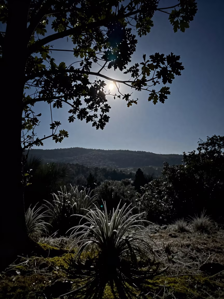 Crescent Shadows on Forest Leaves at Night in from a frost-hushed ridgeline near Libreville