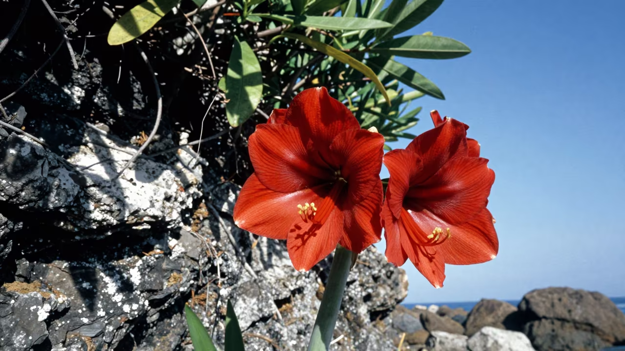 Crimson Amaryllis Blooming on Madagascan Cliff in along a salt-sprayed cliff edge near Toamasina