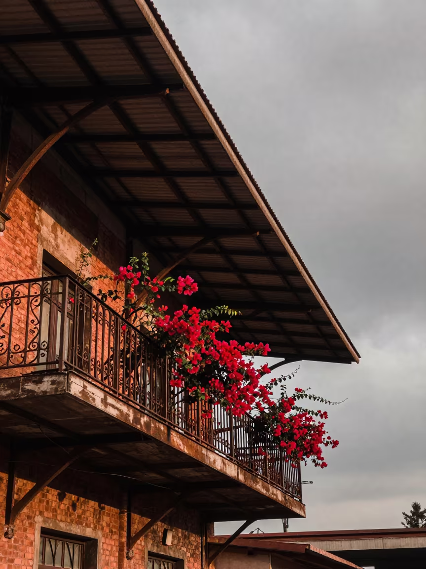 Crimson Bougainvillea on Wrought Iron Balcony in inside a restored train terminal in M'banza-Kongo