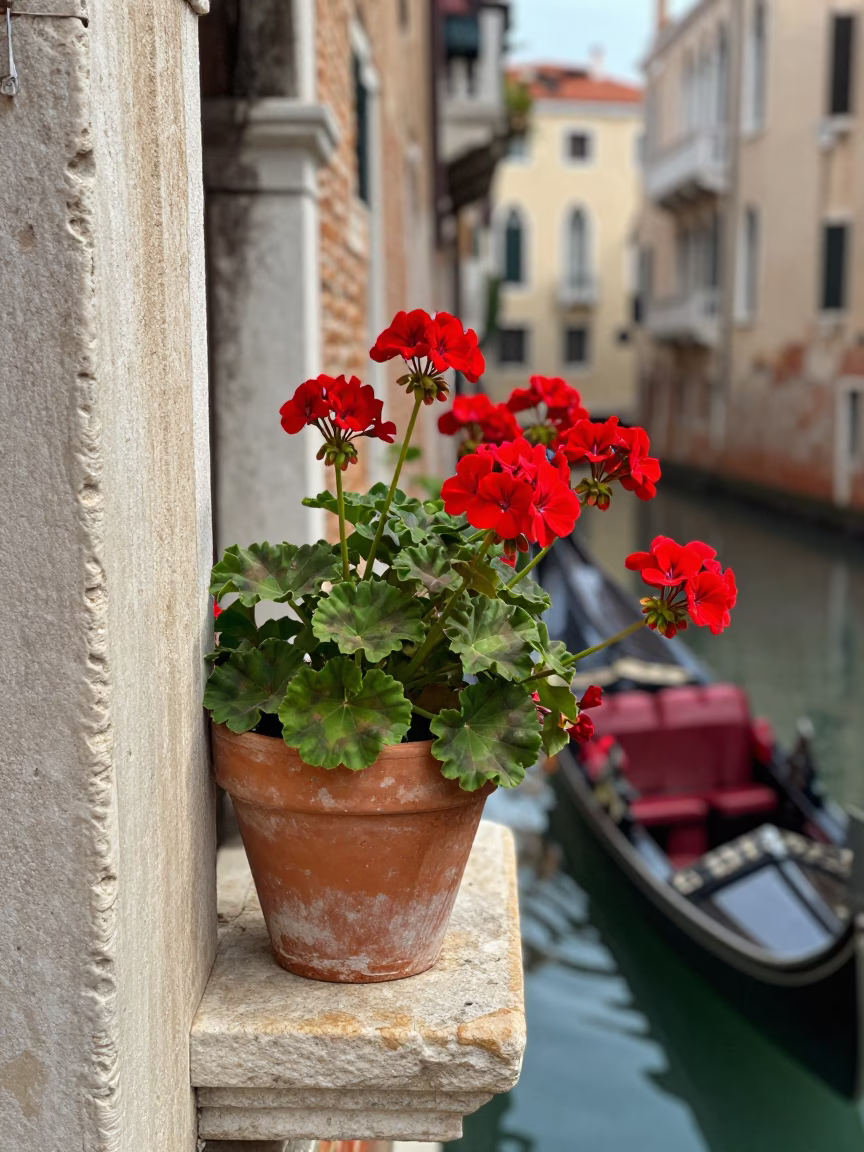 Crimson Geraniums in Venice in in Venice, Italy