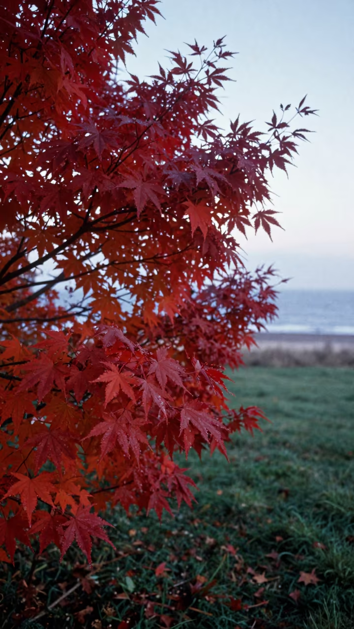 Crimson Japanese Maple in Autumn Meadow in in a bloom-heavy meadow near Cardiff