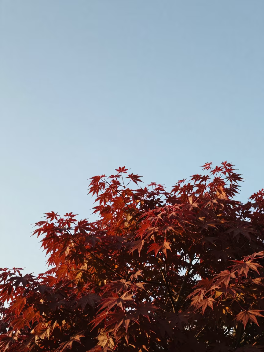 Crimson Japanese Maple at Kazan Sunset in near Kazan