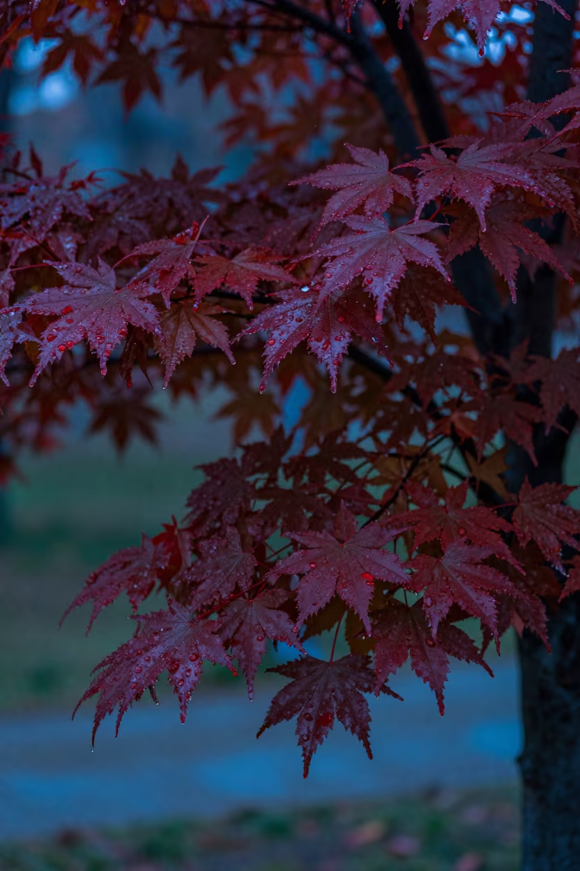 Crimson Japanese Maple Leaves in Twilight in near Diyarbakır