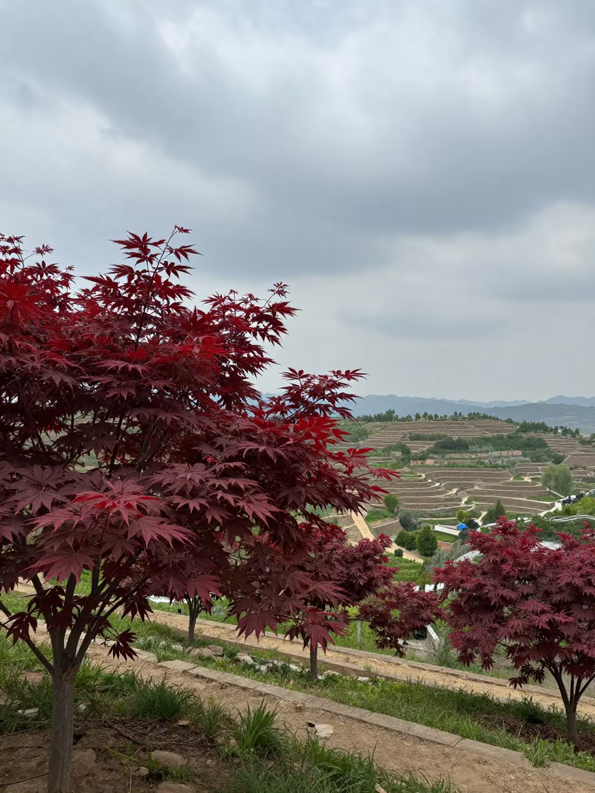 Crimson Japanese Maple in Pingyao Terraced Garden in among terraced garden plots near Pingyao