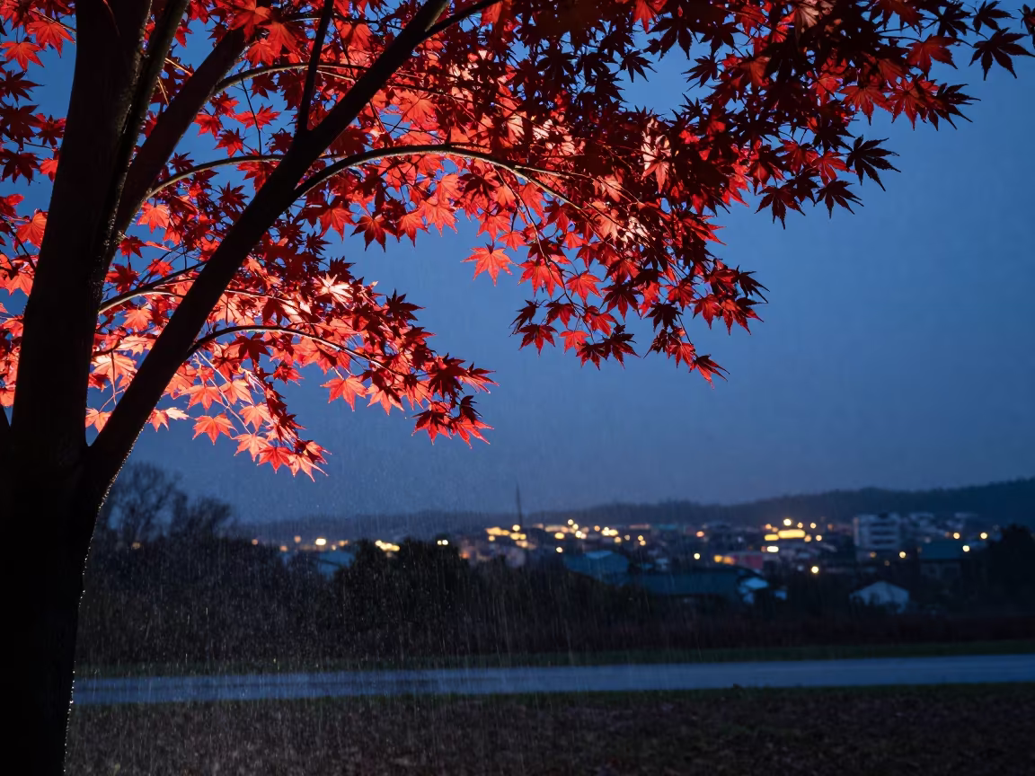 Crimson Japanese Maple in Twilight Near Montero in near Montero