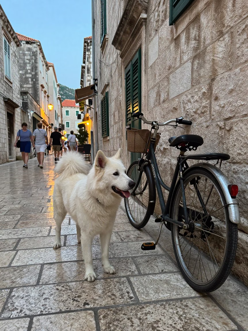 Croatian Sheepdog and Vintage Bicycle in Dubrovnik Old Town at Twilight in in Dubrovnik, Croatia