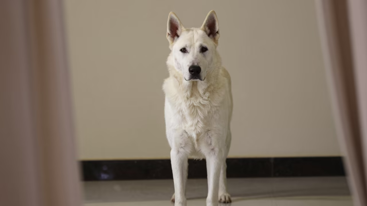 Croatian Sheepdog Portrait Beside Plaster Wall in beside a plain plaster wall in soft indoor light with the animal centered in frame in Rahim Yar Khan