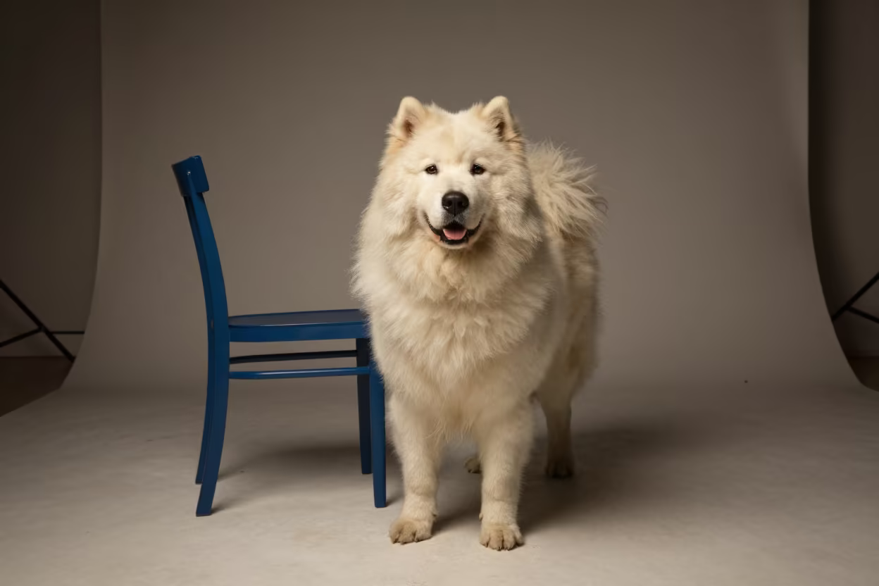 Croatian Sheepdog Portrait in Guiyang Studio in in a quiet portrait studio with a plain backdrop and eye-level framing in Guiyang
