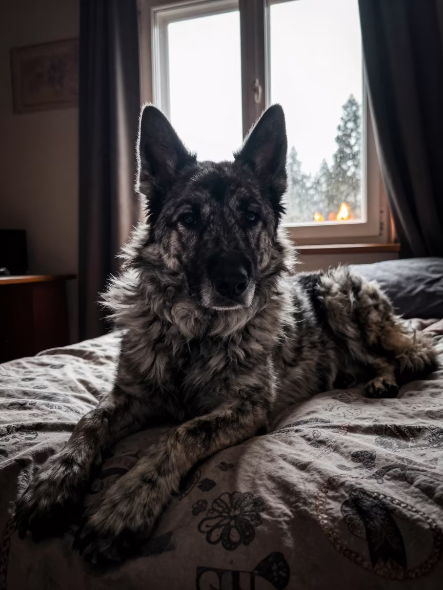Croatian Sheepdog Resting on Bedspread Near Window in on a bedspread near a bright window with calm indoor light in Entoto, Addis Ababa