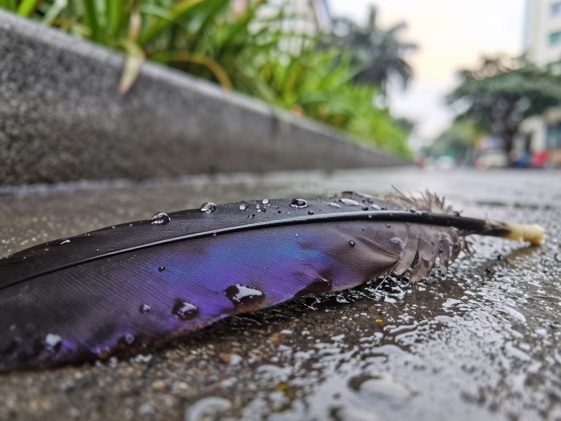 Crow Feather Macro Purple Sheen Rain Ho Chi Minh in near Binh Thanh, Ho Chi Minh City