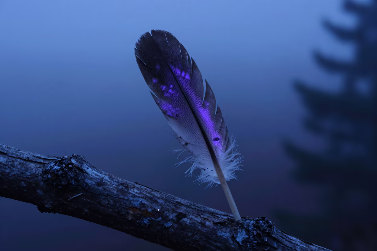 Crow Feather Purple Sheen in Misty Nova Scotia Twilight in in Nova Scotia